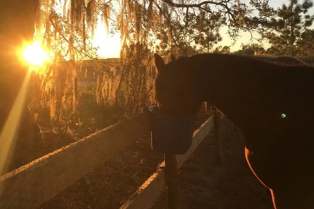 A horse is silhouetted against a golden sunset with rays of light filtering through the trees