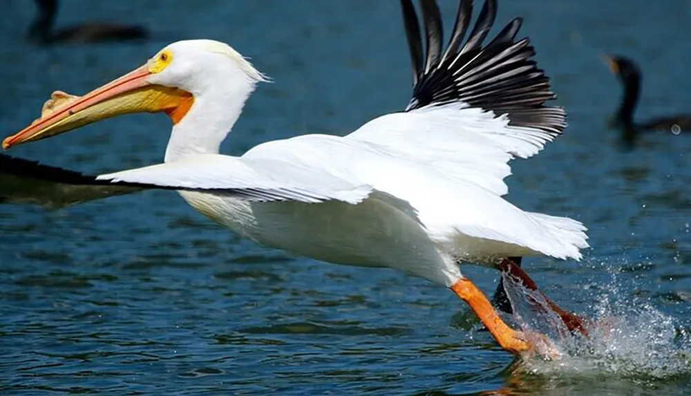 A white pelican with a large orange bill is taking off from the water with its wings spread and feet skimming the surface creating a splash