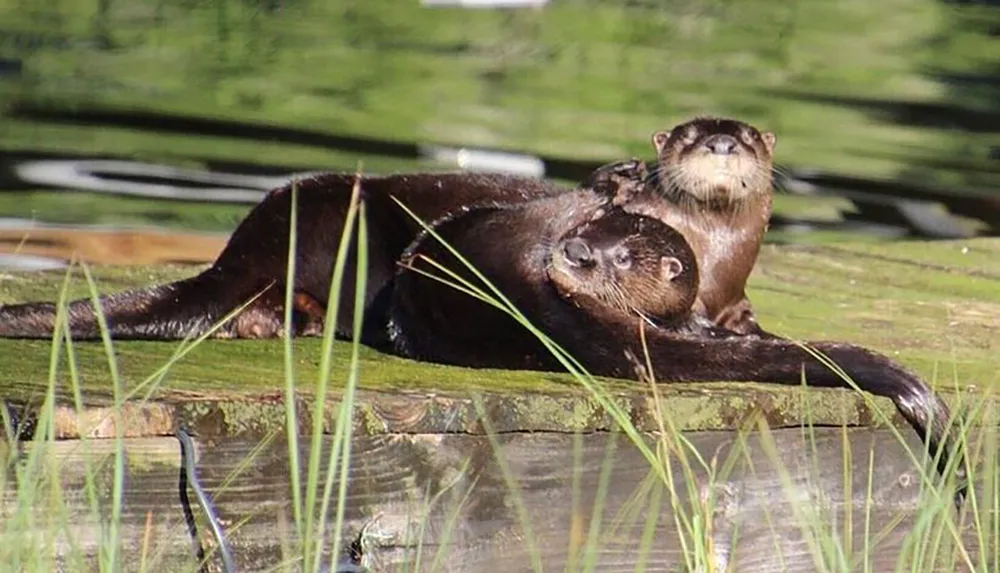 Two otters are lounging on a wooden surface near water with one otter resting its head on the others back