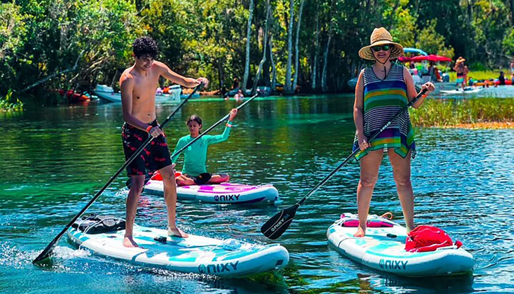 Three people each on a paddleboard enjoy a sunny day on a calm tree-lined water body with others visible in the background engaging in similar activities