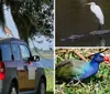 A hawk is perched on top of a parked two-tone Honda Element by a scenic lake with trees in the background