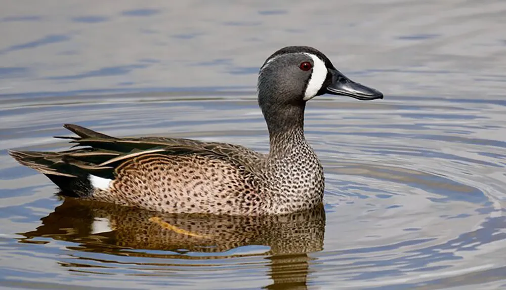 A blue-billed duck floats tranquilly on the rippled surface of a body of water