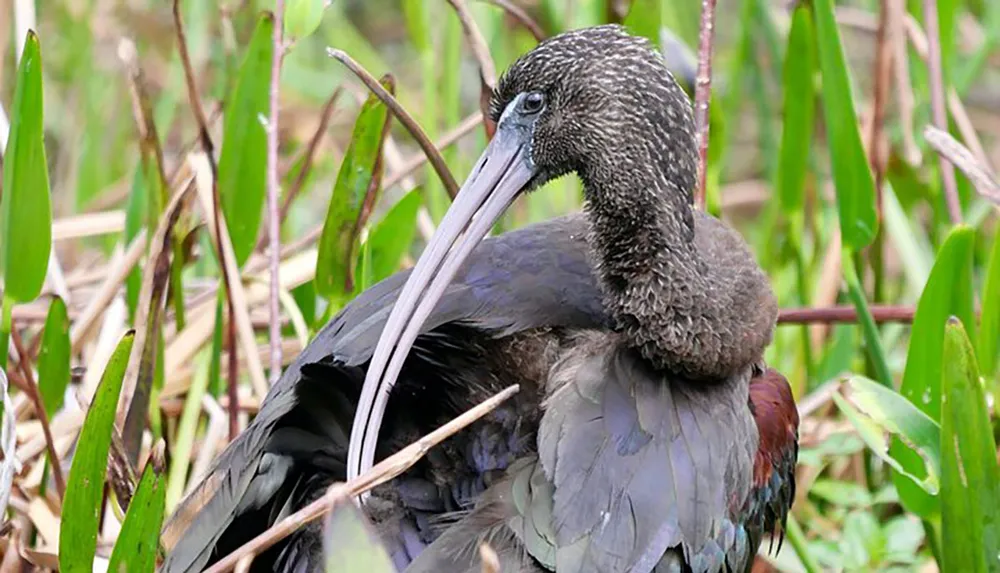 A glossy ibis is nestled among reeds showcasing its long curved bill and iridescent plumage