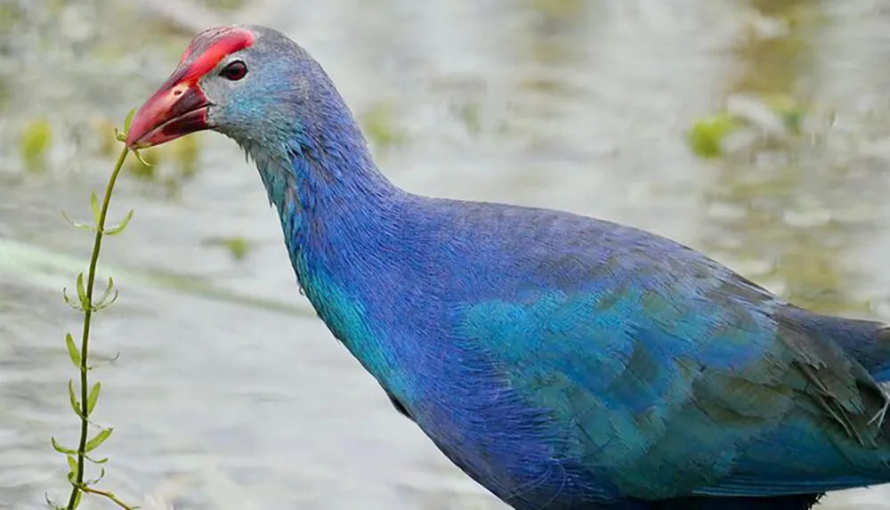 A vibrantly blue-purple bird with a red beak is nibbling at a green plant