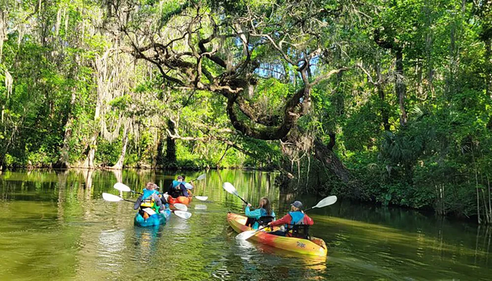 A group of people kayaking on a tranquil river surrounded by lush greenery and hanging Spanish moss