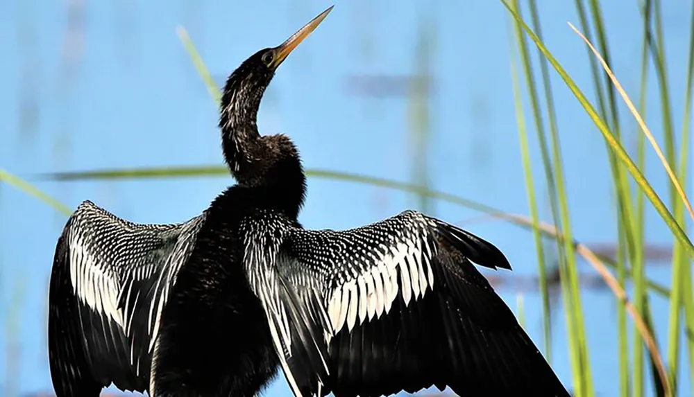 A waterbird with a long neck and distinct black and white patterned wings is spreading them wide against a backdrop of blue sky and reeds