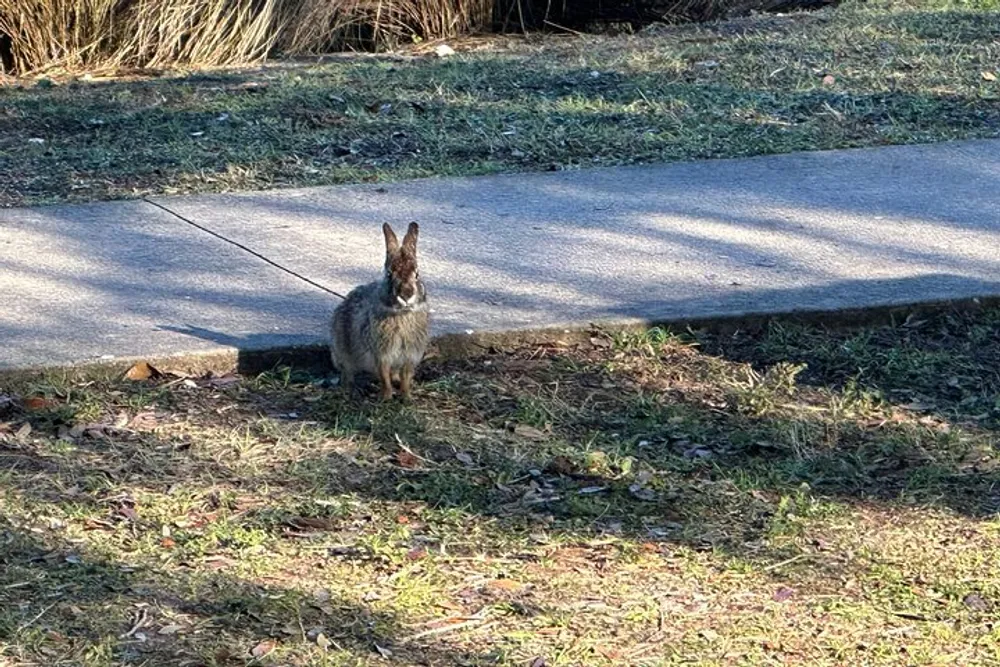 A rabbit stands alert on the grass beside a concrete path in a park-like setting