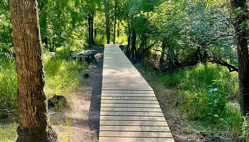 A wooden boardwalk meanders through a lush green forested area