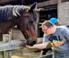 A person is gently offering their hand to a brown horse over a wooden fence at a stable