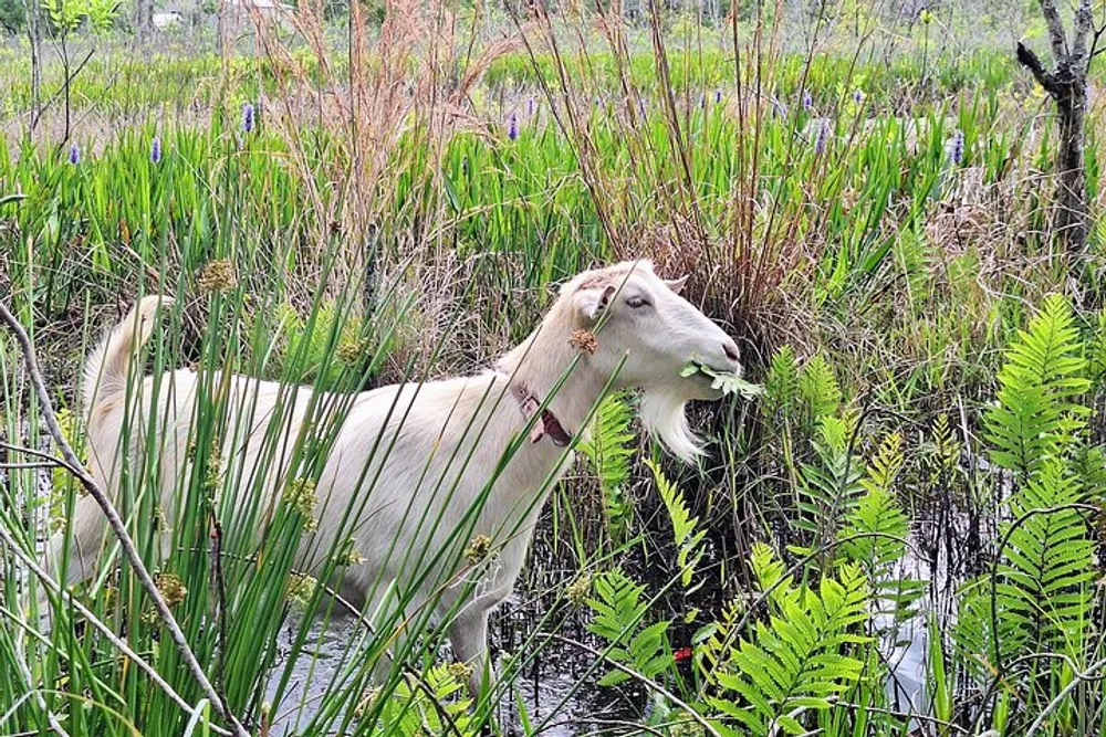 A white goat is grazing among lush green wetland vegetation