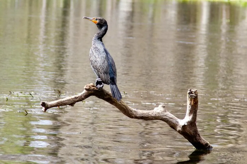 A cormorant is perched on a branch over water displaying its distinctive plumage and posture