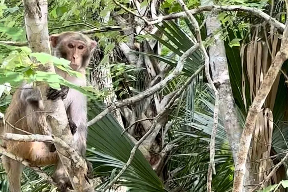 A monkey is perched on a tree branch amidst lush green foliage