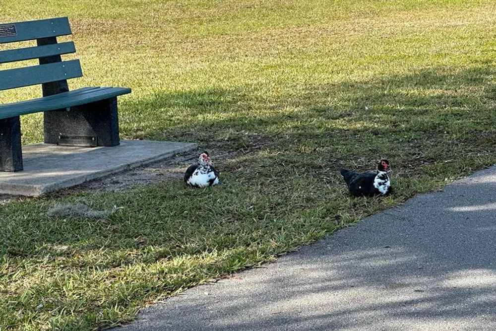 Two ducks are resting on the grass near a park bench basking in the sunlight