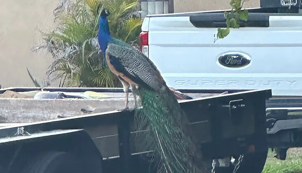 A peacock is perched on the edge of a flatbed trailer behind a Ford Super Duty truck