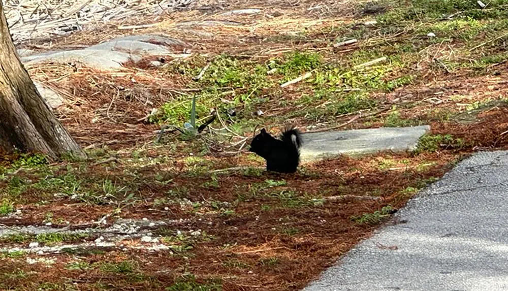 A black squirrel is standing on the ground among fallen pine needles next to a paved path in a wooded area