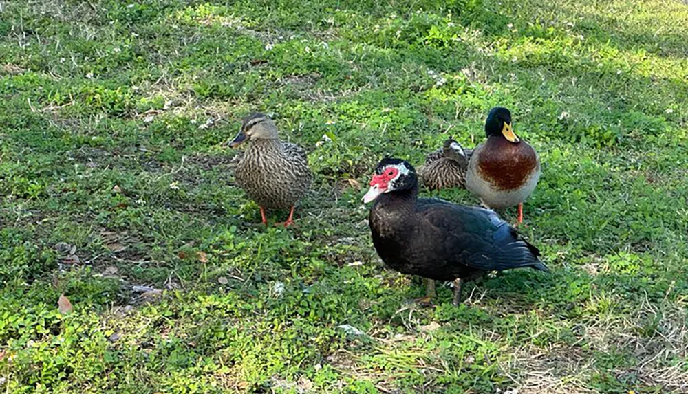 Three different species of waterfowla Muscovy duck in the foreground a mallard and what appears to be a mottled duck or female mallard in the backgroundare standing on grass