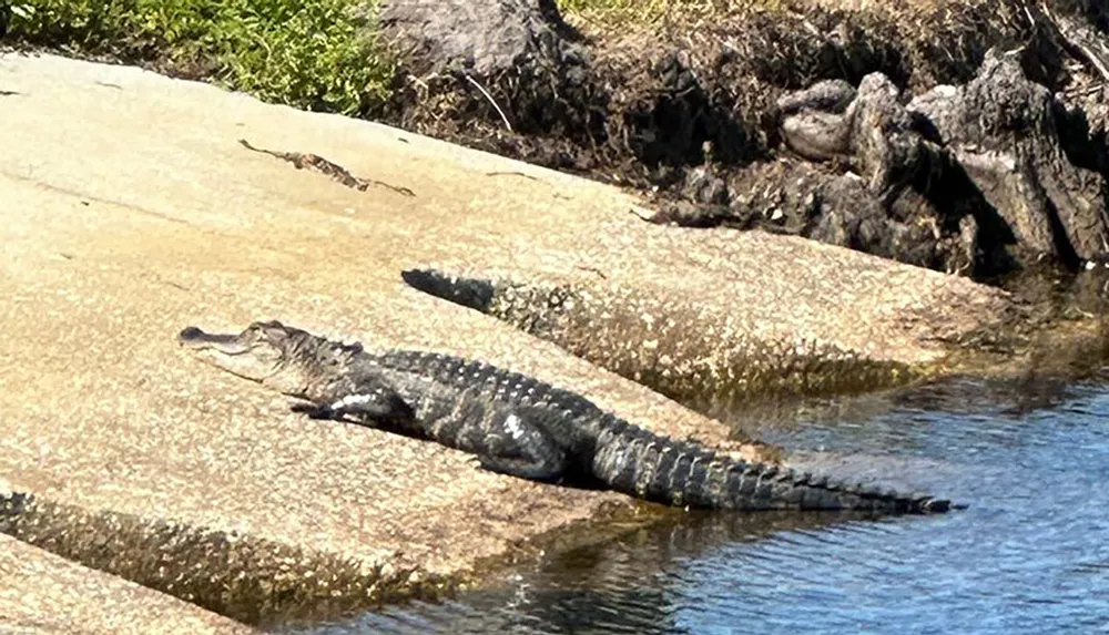 Two alligators are basking in the sun on a sloping riverbank