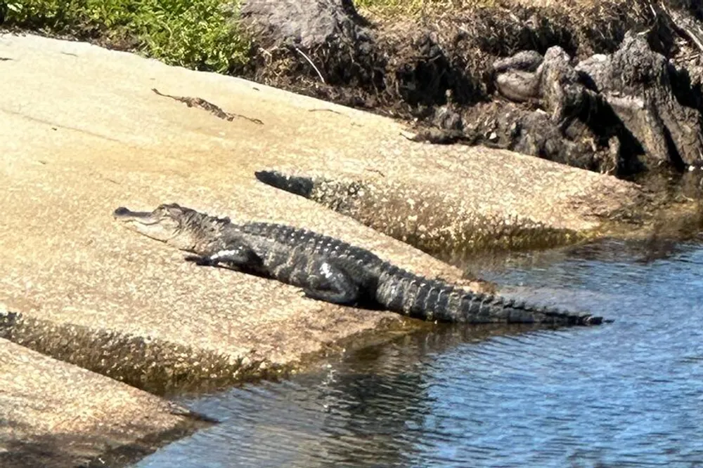 An alligator is basking in the sun on a concrete slope by the waters edge