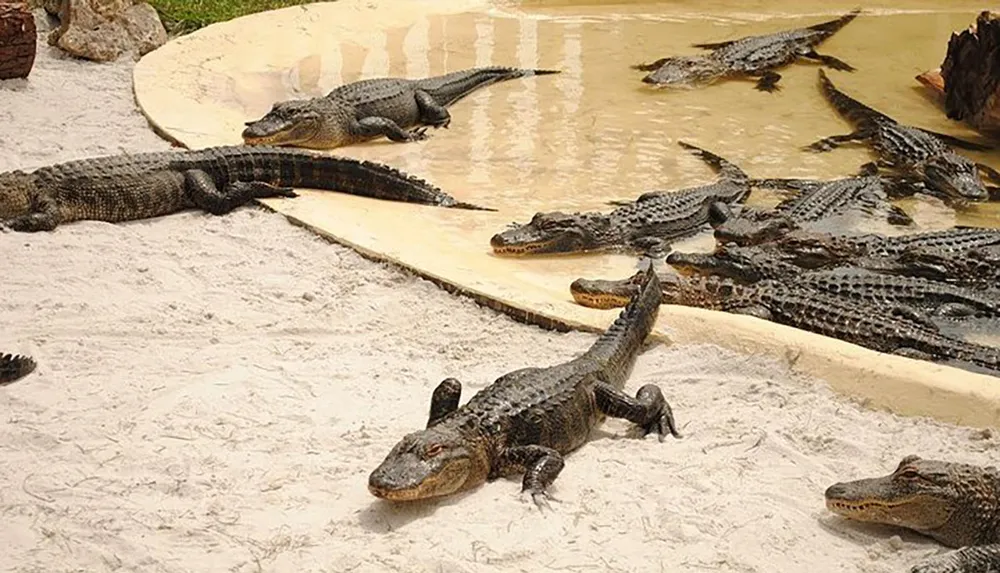 The image shows several alligators resting on a sandy area next to a body of water likely within a controlled environment like a nature reserve or zoo