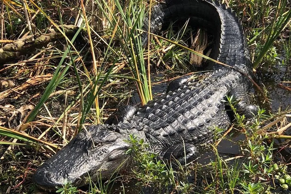 An alligator is basking in the sun surrounded by wetland vegetation