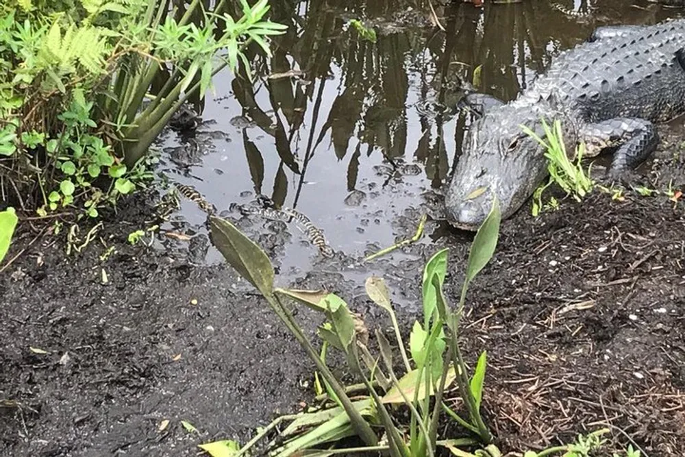 An alligator is resting on the muddy bank of a water body surrounded by vegetation