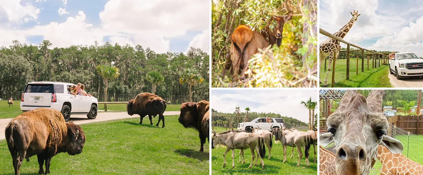 Wild Florida Drive-Thru Safari and Gator Park Admission