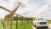 A giraffe leans towards an open window of a white SUV, where excited passengers are interacting with it, within a fenced enclosure on a sunny day.