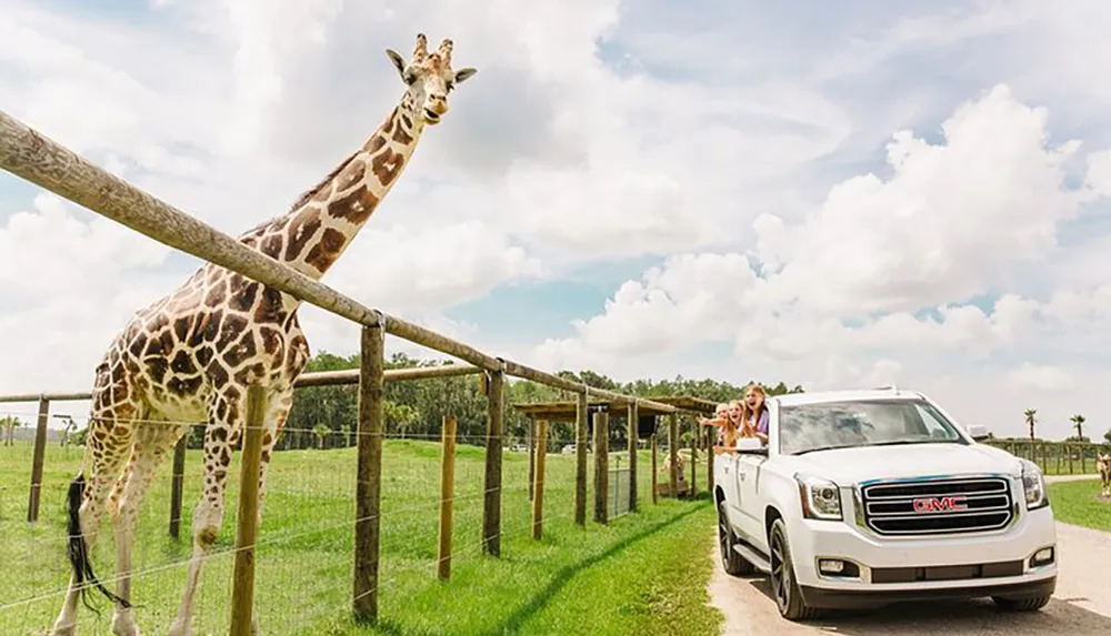 A giraffe leans towards an open window of a white SUV where excited passengers are interacting with it within a fenced enclosure on a sunny day