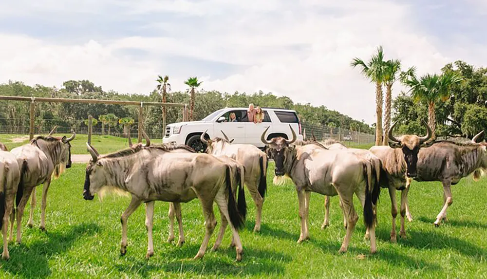 A group of people is observing a herd of wildebeest from a sunroof of a parked SUV in a grassy field with palm trees