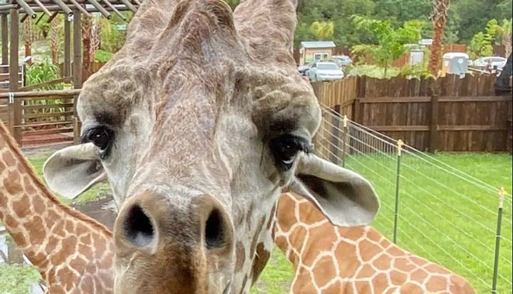 The image shows a close-up of a curious giraffe looking directly at the camera with other giraffes and an outdoor setting in the background