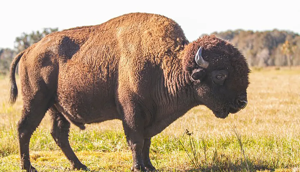 A bison stands in a grassy field with a clear sky behind it