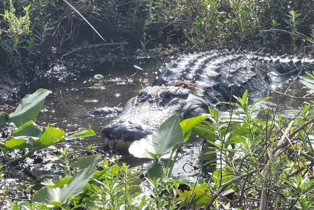 An alligator is partially submerged in water amidst vegetation basking in sunlight