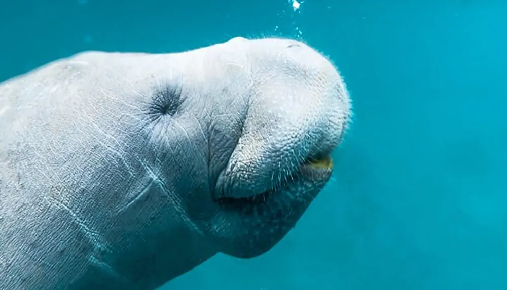 The image is a close-up of a manatees face underwater showcasing its calm expression and textured skin