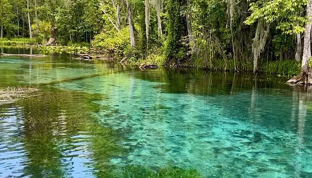 The image shows a serene natural spring with crystal-clear turquoise water surrounded by lush greenery