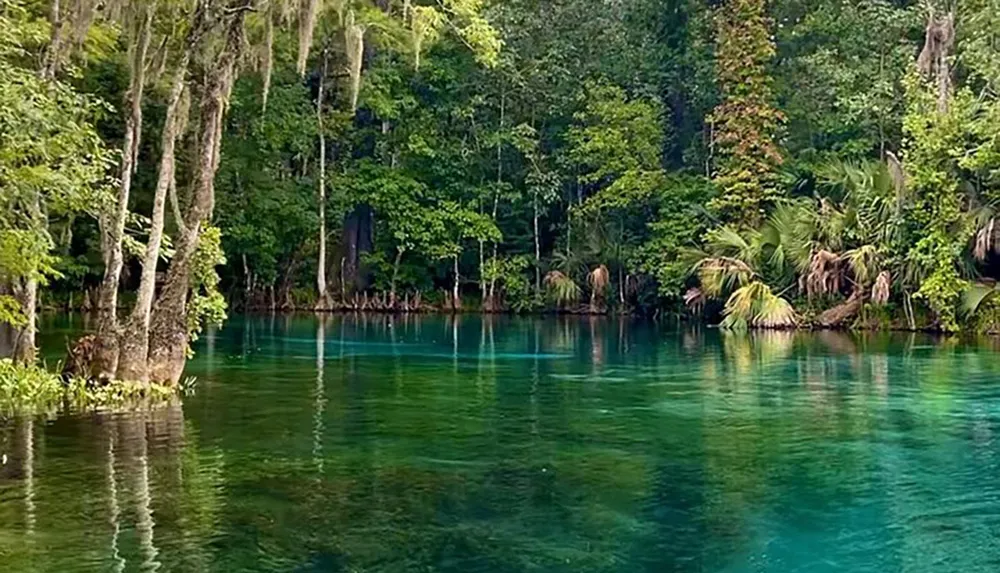 This image depicts a serene crystal clear blue river surrounded by lush green forest