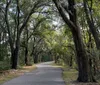 A paved path winds through a serene grove of trees with dappled sunlight filtering through the leaves