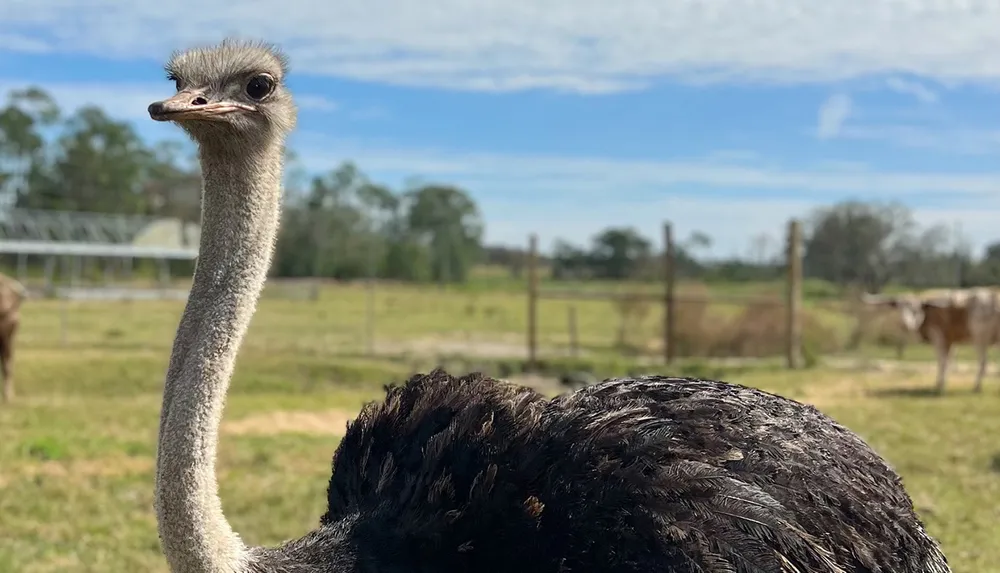 An ostrich stands in a grassy field under a partly cloudy sky with a fence and a cow in the background