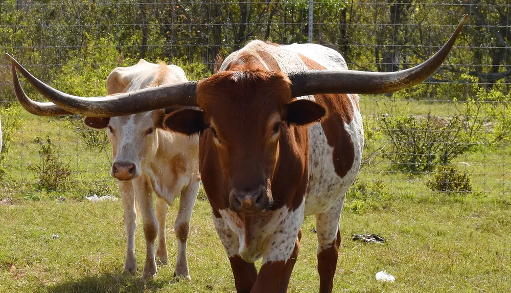 Two cows stand in a field with one prominently featuring large curved horns
