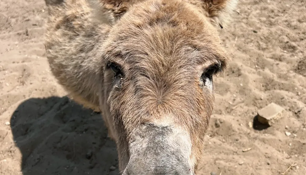 A close-up of a donkeys face showing its fur and ears with a sandy ground background