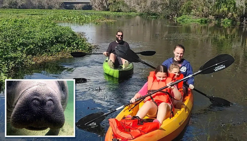 A family is kayaking on a scenic river with a close-up inset of a manatee