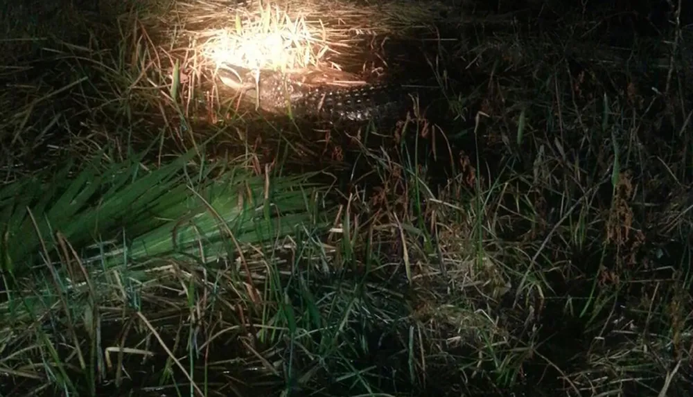 This image shows a dimly lit outdoor scene with a plastic bottle lying amongst grass and vegetation hinting at environmental neglect or pollution