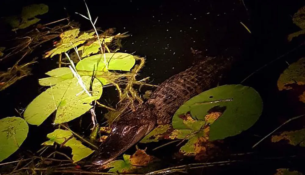 An alligator partially submerged among water lilies and leaves in a dark aquatic environment illuminated by a flash or spotlight