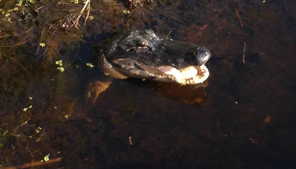 An alligator is partially submerged in water with its head above the surface displaying an open mouth