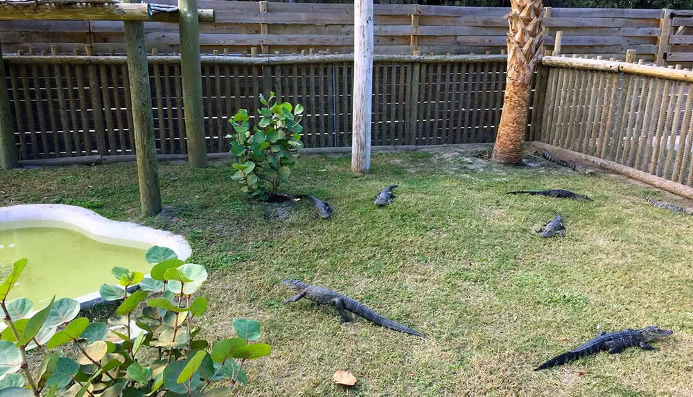 The image shows several alligators resting on the grass in an enclosure with a fence in the background and a small artificial pond to the left