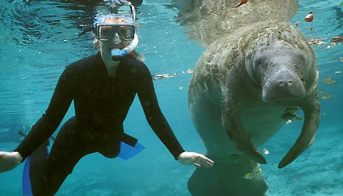 Swim with the Manatees Photo