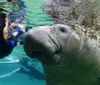A snorkeler is swimming close to a large manatee in clear blue waters