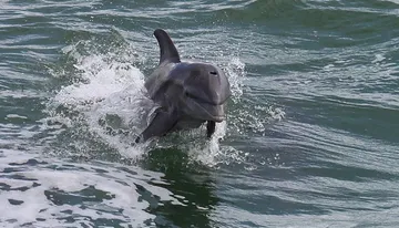 A dolphin is playfully leaping out of the water, creating splashes around it.