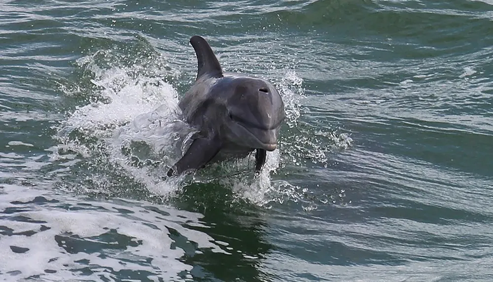 A dolphin is playfully leaping out of the water creating splashes around it
