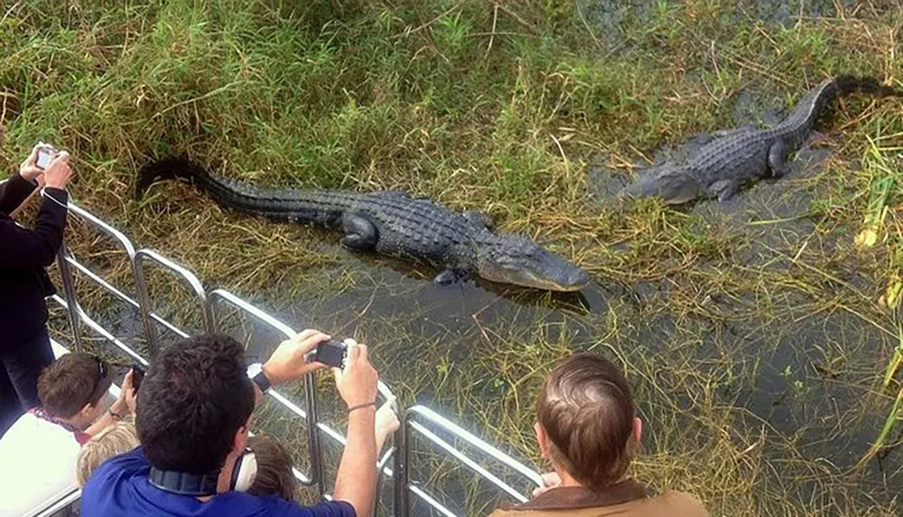 Several tourists are taking photos of alligators from a safe distance on an elevated platform