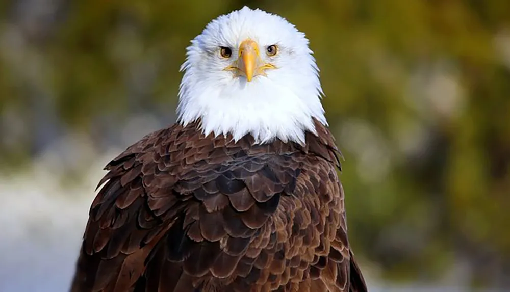 An adult bald eagle stands majestically with a focused gaze showcasing its white head plumage contrasting with its dark body feathers